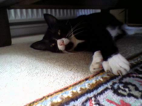 Blanding af racer Sille billede 3