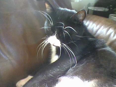 Blanding af racer Sille billede 4