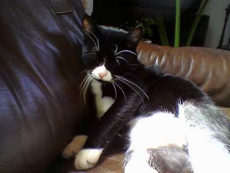 Blanding af racer Sille billede 5