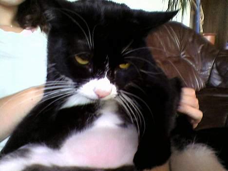 Blanding af racer Sille billede 8