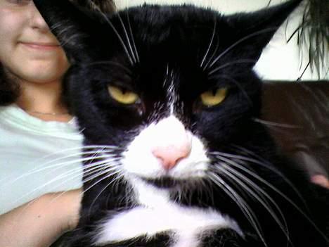 Blanding af racer Sille billede 9