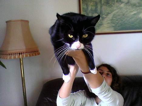 Blanding af racer Sille billede 11