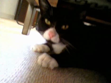 Blanding af racer Sille billede 12