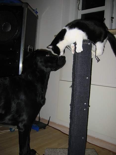 Huskat Stitch - Goddag søster Zita billede 8