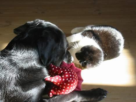 Huskat Stitch - He he jeg prøver at stjæle Zitas bamse-man er vel lillesøster billede 9