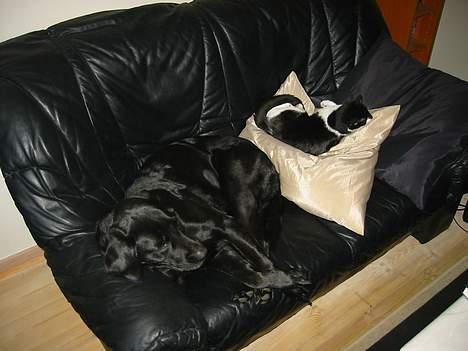 Huskat Stitch - Som søstre vi dele... billede 10