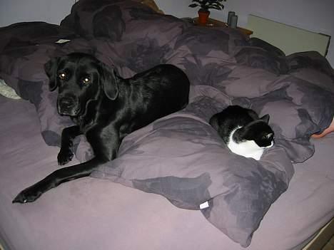 Huskat Stitch - Hej mor...det var Zitas ide´...*S* billede 11