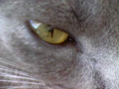 Blanding af racer Mille billede 4