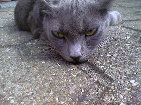 Blanding af racer Mille billede 5