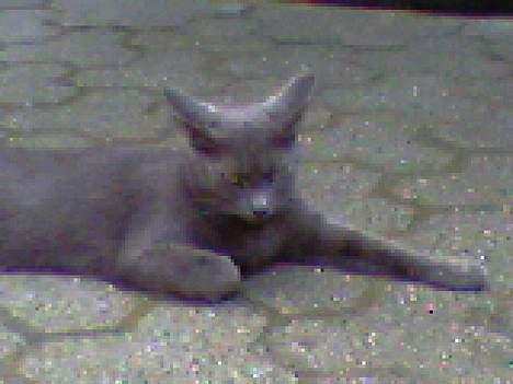 Blanding af racer Mille billede 6