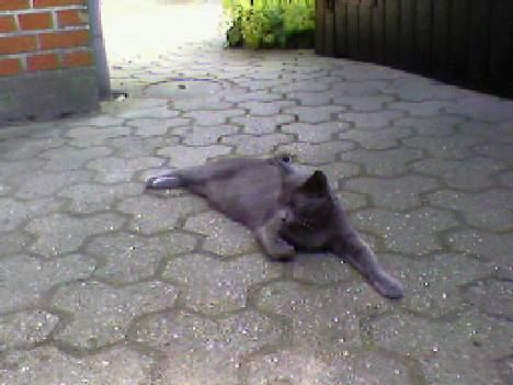 Blanding af racer Mille billede 7