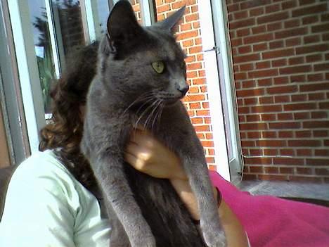 Blanding af racer Mille billede 8