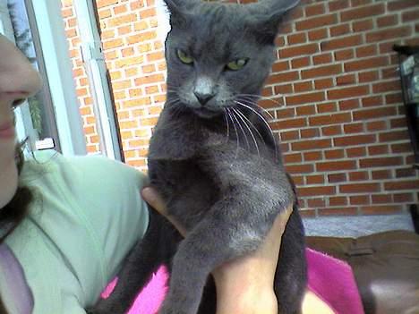 Blanding af racer Mille billede 9