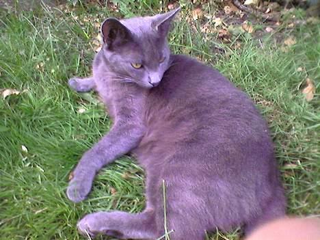 Blanding af racer Mille billede 10