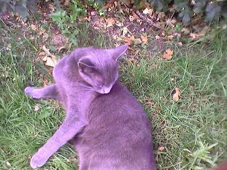 Blanding af racer Mille billede 11