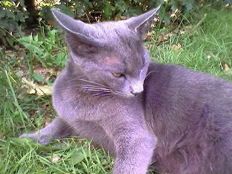 Blanding af racer Mille billede 12