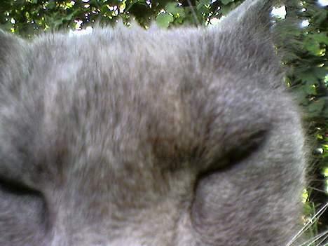 Blanding af racer Mille billede 13