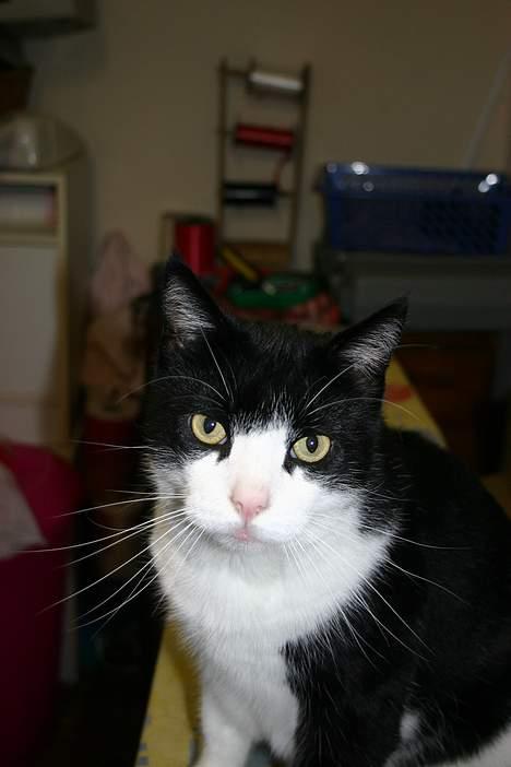 Huskat Felix Philipsen billede 12