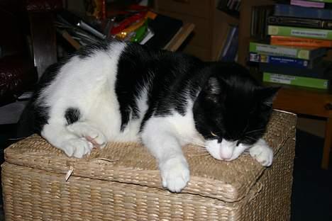 Huskat Felix Philipsen billede 13