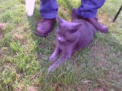 Blanding af racer Mille billede 14