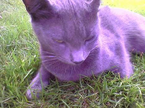 Blanding af racer Mille billede 15