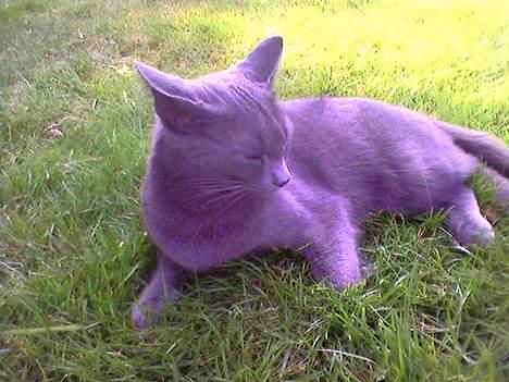 Blanding af racer Mille billede 16