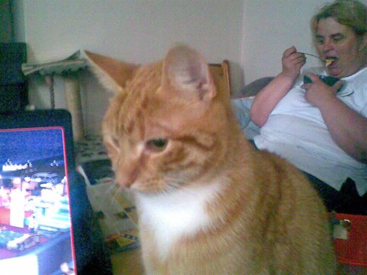 Huskat Mikkel (musse) aflivet  billede 1