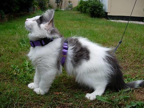 Norsk Skovkat Désirée Fontain - Den 23. juli 2006. - Der er en stor farlig brumbasse forude.. :) billede 19