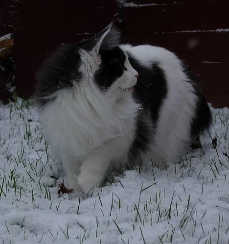 Norsk Skovkat Désirée Fontain - Den 22. januar 2006. - Så kom sneen endelig, og selvfølgelig skulle Desse ud og dyppe poterne.. :) billede 20