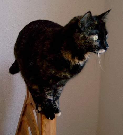 Huskat Angel #R.I.P# billede 13