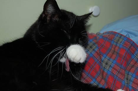 Huskat *Dronning Pepsi* (forsvundet) - *NYT* billede 14