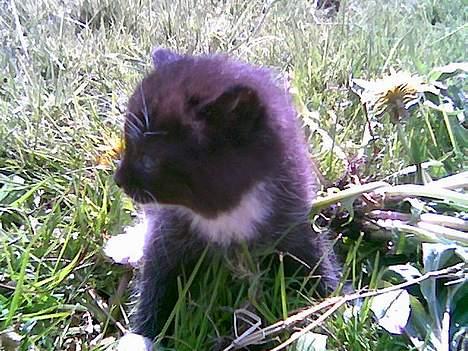 Huskat *Dronning Pepsi* (forsvundet) - en Pepsi dobbelt gænger, (Tordenskjold en vild kat). billede 15