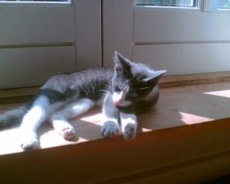 Blanding af racer Mille <3 - Teenager :D billede 8