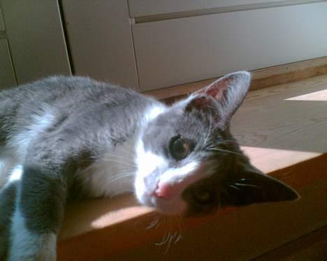 Blanding af racer Mille <3 - Nåå hvor hun sød hva billede 9