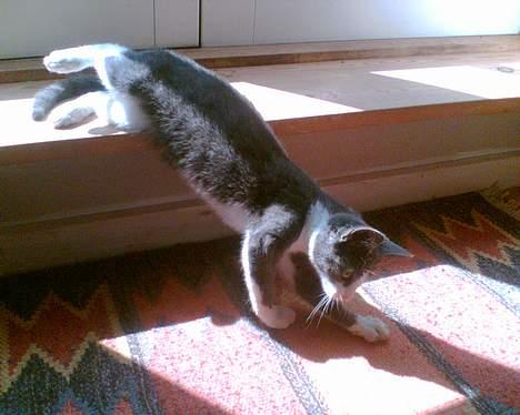 Blanding af racer Mille <3 - Hehe.. Sej stiiling billede 10