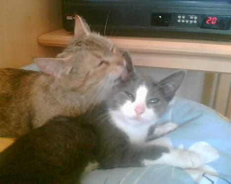 Blanding af racer Mille <3 - Ejj... Det kilder altså billede 12