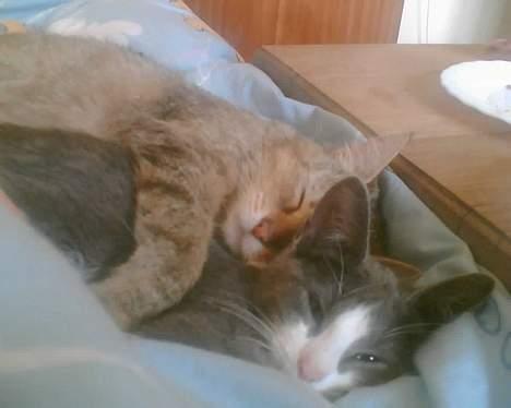 Blanding af racer Mille <3 - Hehe billede 13