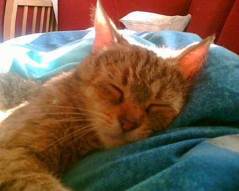 Blanding af racer Rosa <3 - Sover altså lig billede 9