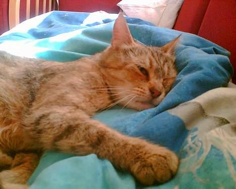 Blanding af racer Rosa <3 - SOVER billede 10