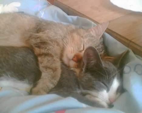 Blanding af racer Rosa <3 - Putter med Lillemis billede 11