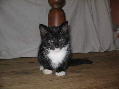 Huskat Pussy - Det var det billede der gjorde jeg bare måtte have Pussy :-D billede 3