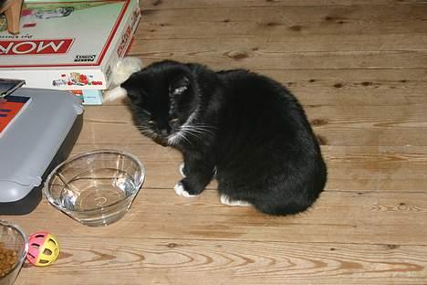 Huskat Pussy billede 4