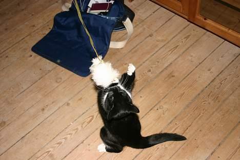 Huskat Pussy - hun elsker at lege :-D billede 5