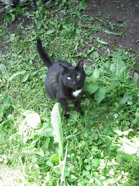 Huskat ib (Manse) *missehimlen* - Far har bygget en løbegård til os... Det er altså bare skønt :-) billede 1