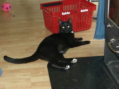 Huskat ib (Manse) *missehimlen* - Dejligt med noget varme fra brændeovnen... billede 2