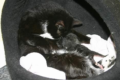 Huskat Pussy - Så sød og betænksom en mor hun er :-D billede 6