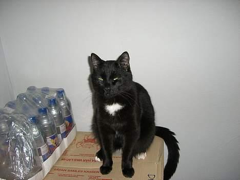 Huskat ib (Manse) *missehimlen* - Får jeg snart noget mad, sidder jo pænt her og venter. billede 3