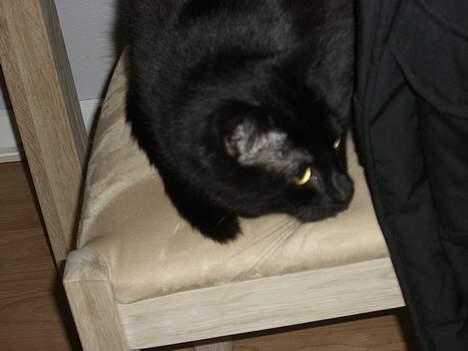 Huskat ib (Manse) *missehimlen* - Jeg ligger på lur, efter Oscar billede 4