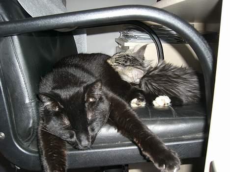 Huskat ib (Manse) *missehimlen* - Åhh hvor han fylder, jeg kan næsten ikke være her billede 5