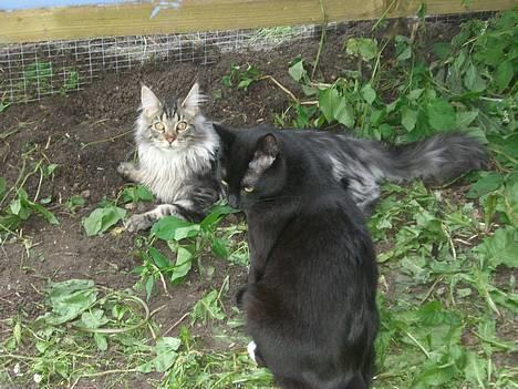 Huskat ib (Manse) *missehimlen* - Det er bare skønt vejr billede 7